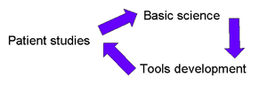 An image demonstrating that patient studies, basic science and tools development are connected
